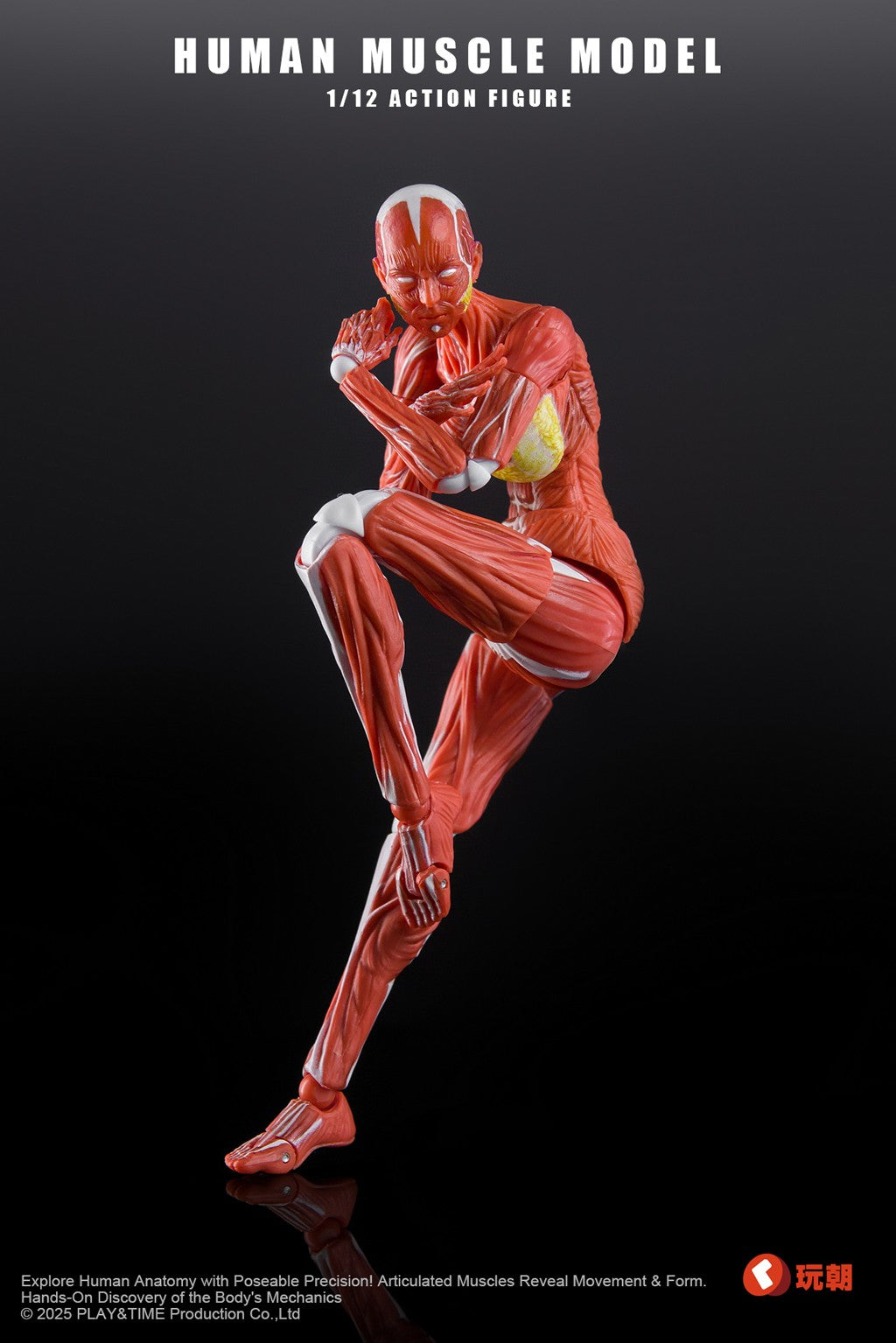 [PREORDER] Play&Time Human Muscle Model (Female) 1/12 Figure