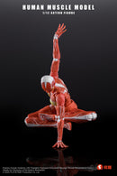 [PREORDER] Play&Time Human Muscle Model (Female) 1/12 Figure