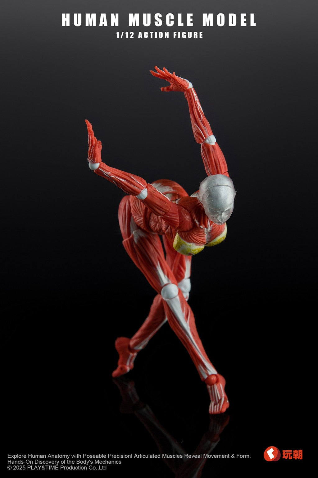 [PREORDER] Play&Time Human Muscle Model (Female) 1/12 Figure
