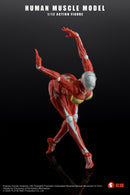 [PREORDER] Play&Time Human Muscle Model (Female) 1/12 Figure