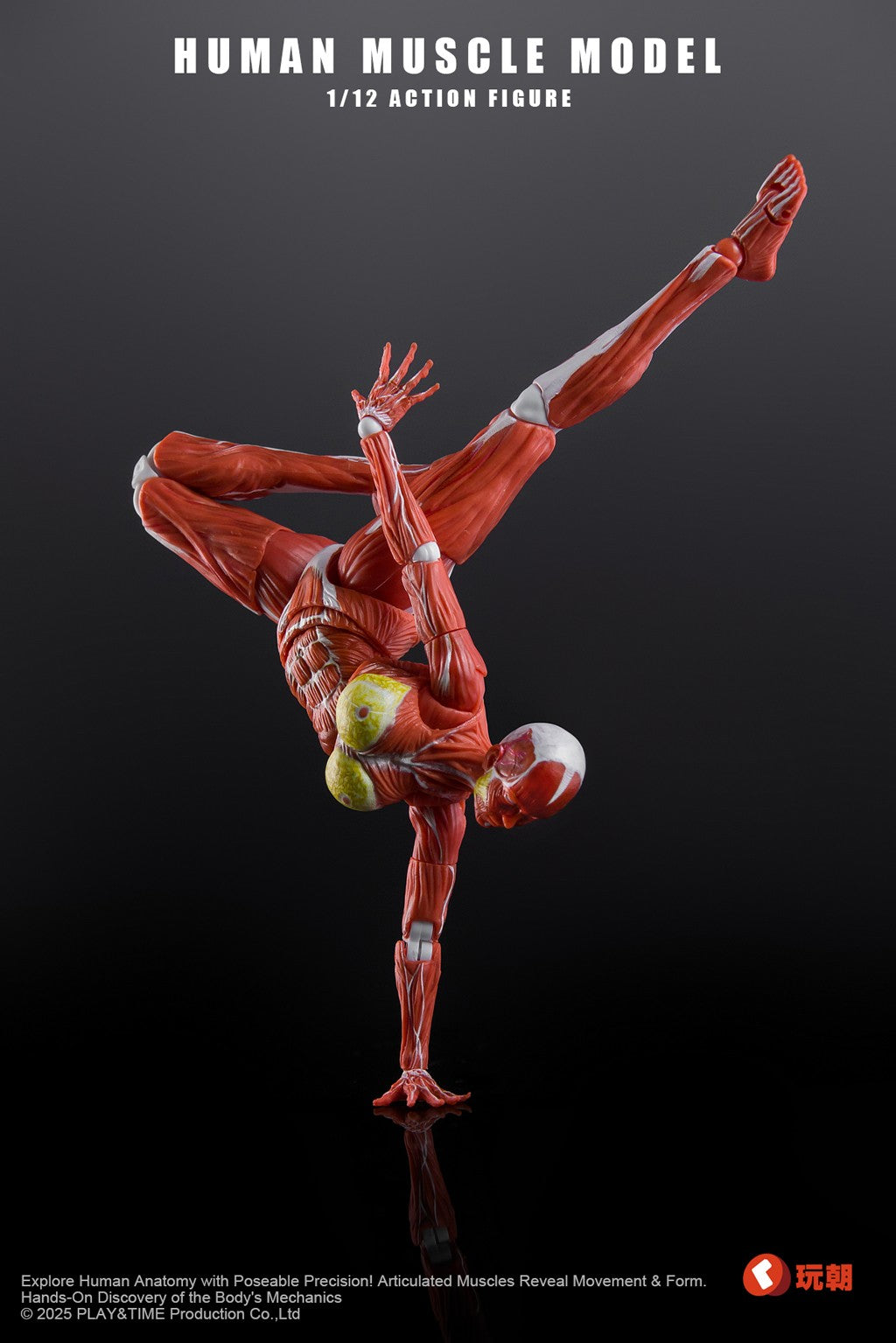 [PREORDER] Play&Time Human Muscle Model (Female) 1/12 Figure