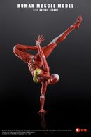 [PREORDER] Play&Time Human Muscle Model (Female) 1/12 Figure