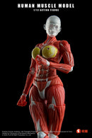 [PREORDER] Play&Time Human Muscle Model (Female) 1/12 Figure