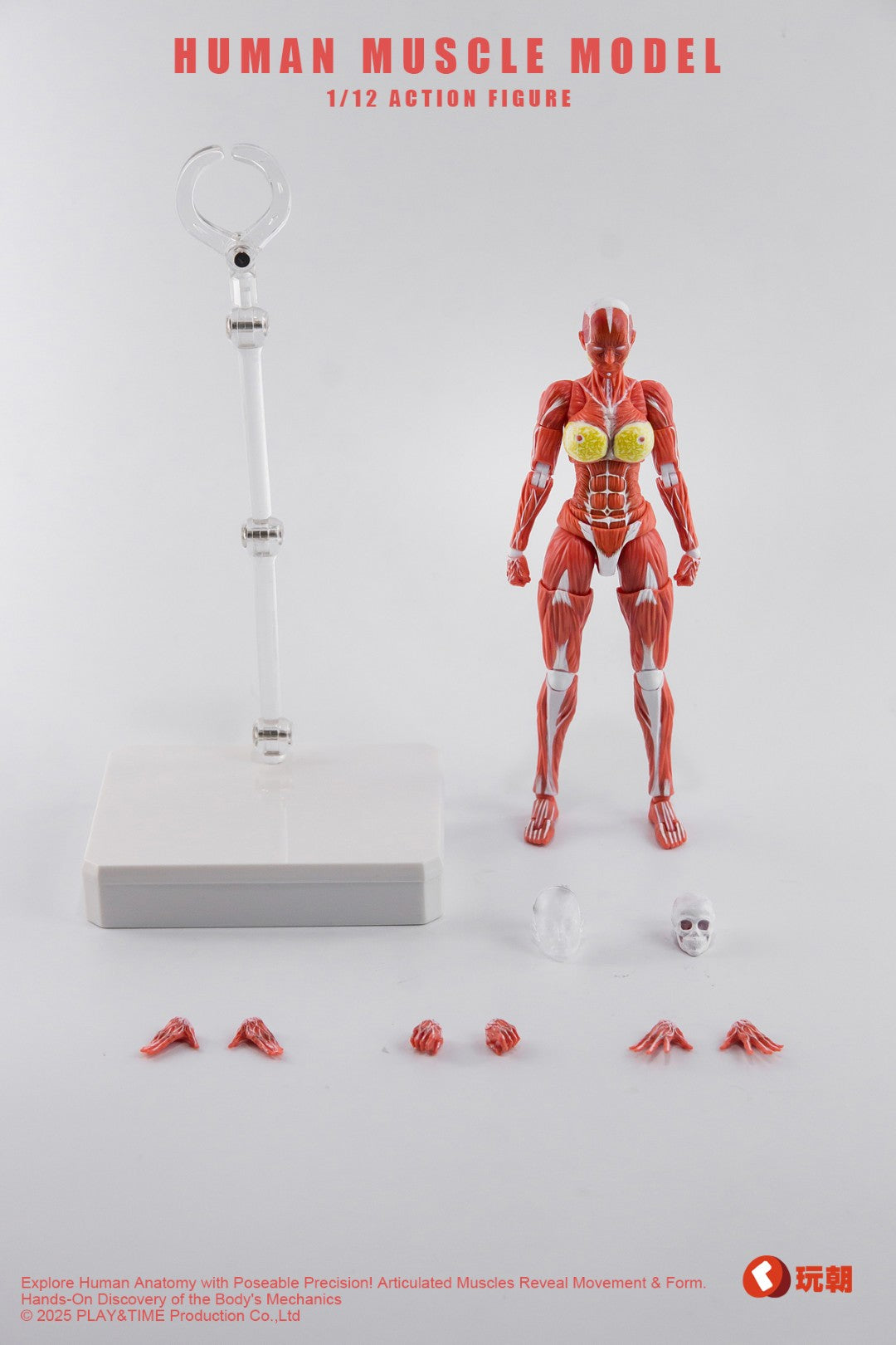 [PREORDER] Play&Time Human Muscle Model (Female) 1/12 Figure