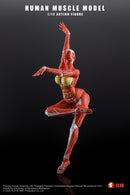 [PREORDER] Play&Time Human Muscle Model (Female) 1/12 Figure