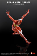 [PREORDER] Play&Time Human Muscle Model (Female) 1/12 Figure
