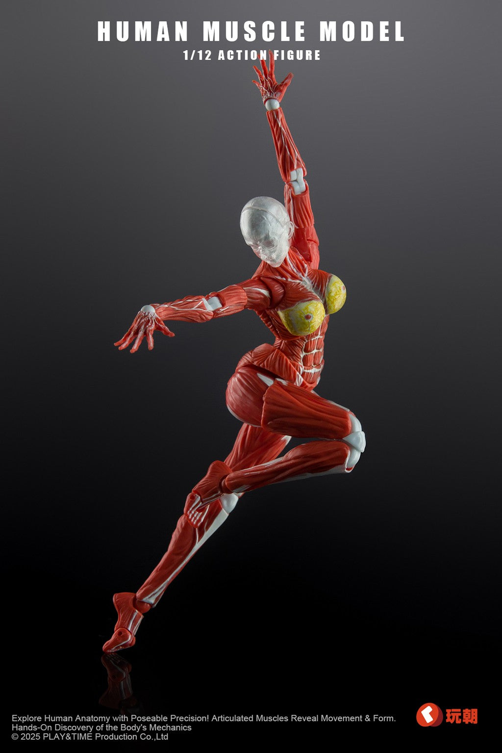 [PREORDER] Play&Time Human Muscle Model (Female) 1/12 Figure
