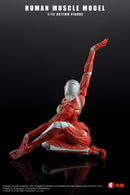 [PREORDER] Play&Time Human Muscle Model (Female) 1/12 Figure